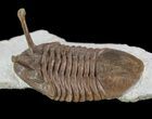 Asaphus Kowalewskii Trilobite With Stalk Eyes - Large Specimen #89069-1
